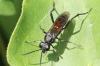 Macrophya annulata